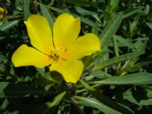 The flower and leaves of a water primrose plant (Ludwigia spp.). Photo by Bouba.